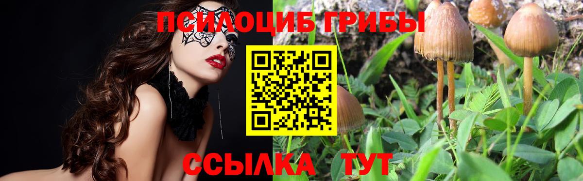 Псилоцибиновые грибы Cubensis Мценск